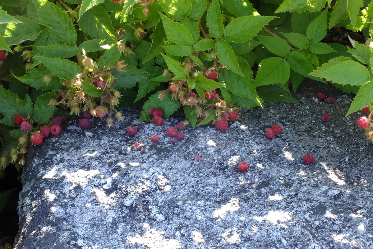 Изображение особи Rubus matsumuranus.