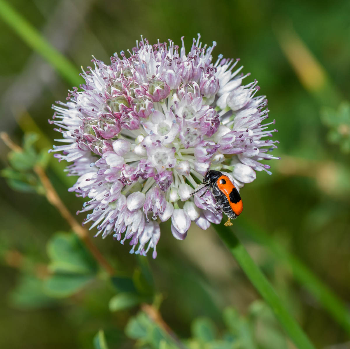 Image of genus Allium specimen.