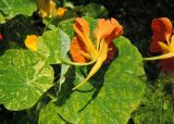 Tropaeolum majus. Цветок (вид со стороны чашечки; культивар 'Аляска'). Московская обл., окр. г. Электрогорск, дачный участок, в культуре. 04.08.2019.