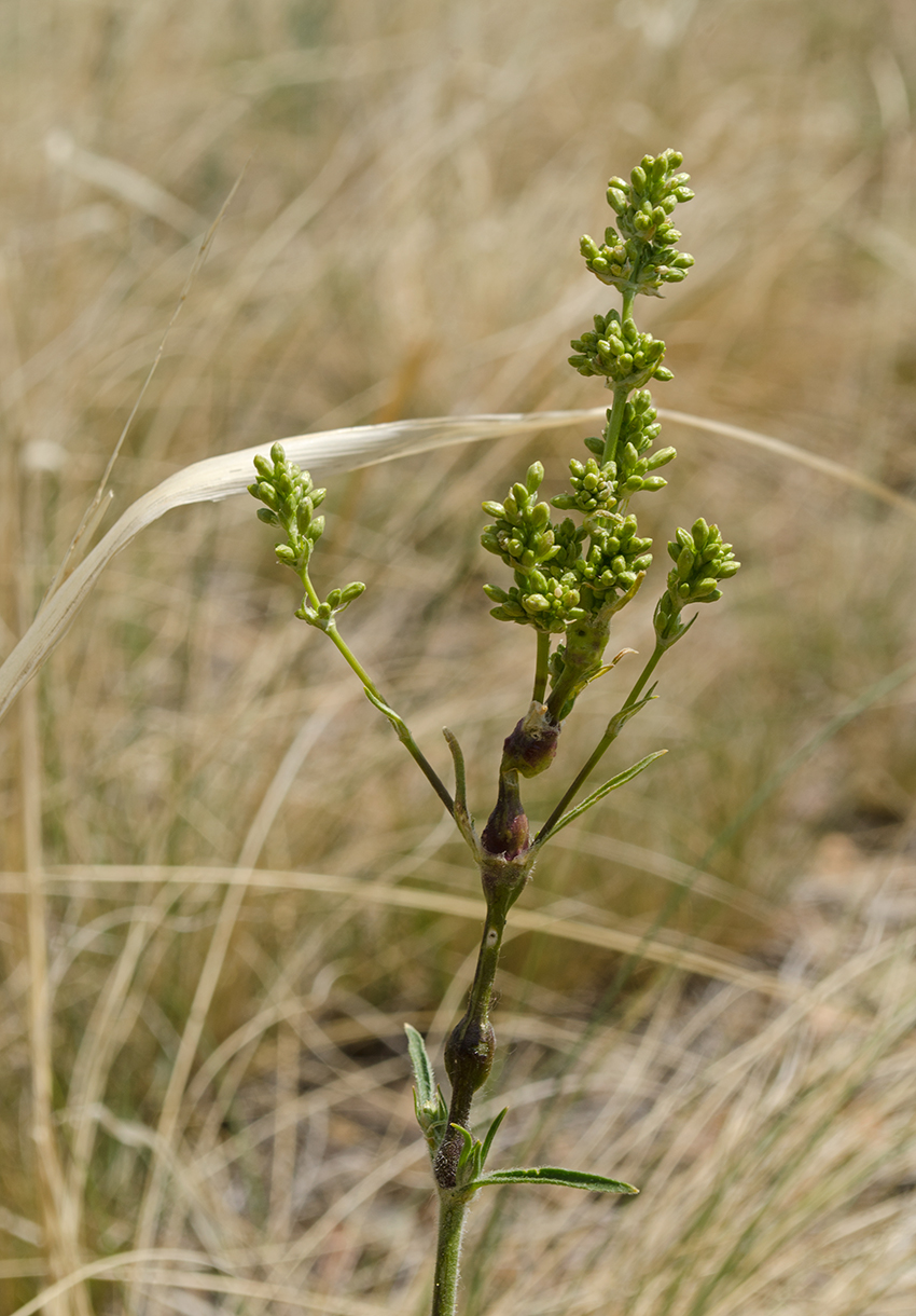 Image of Silene chersonensis specimen.