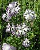 Dianthus sajanensis