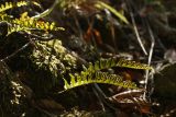 Смотреть изображение Polypodium vulgare
