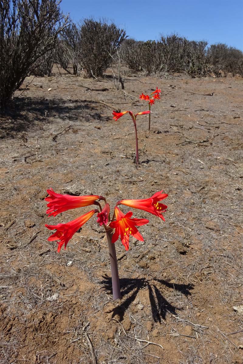 Изображение особи Rhodophiala phycelloides.