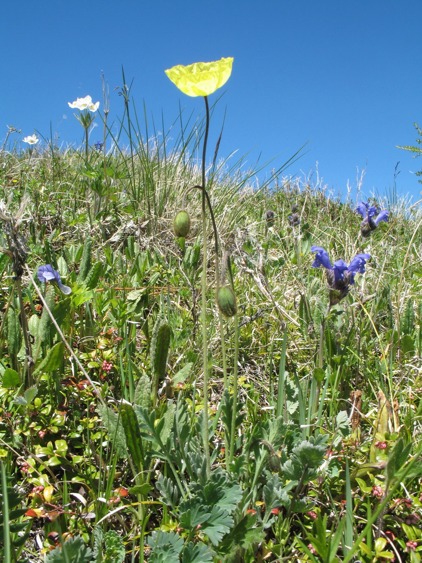 Изображение особи Papaver nudicaule.