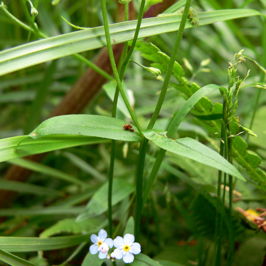 Image of Myosotis palustris specimen.