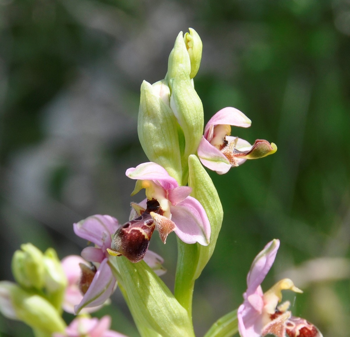 Image of Ophrys umbilicata specimen.