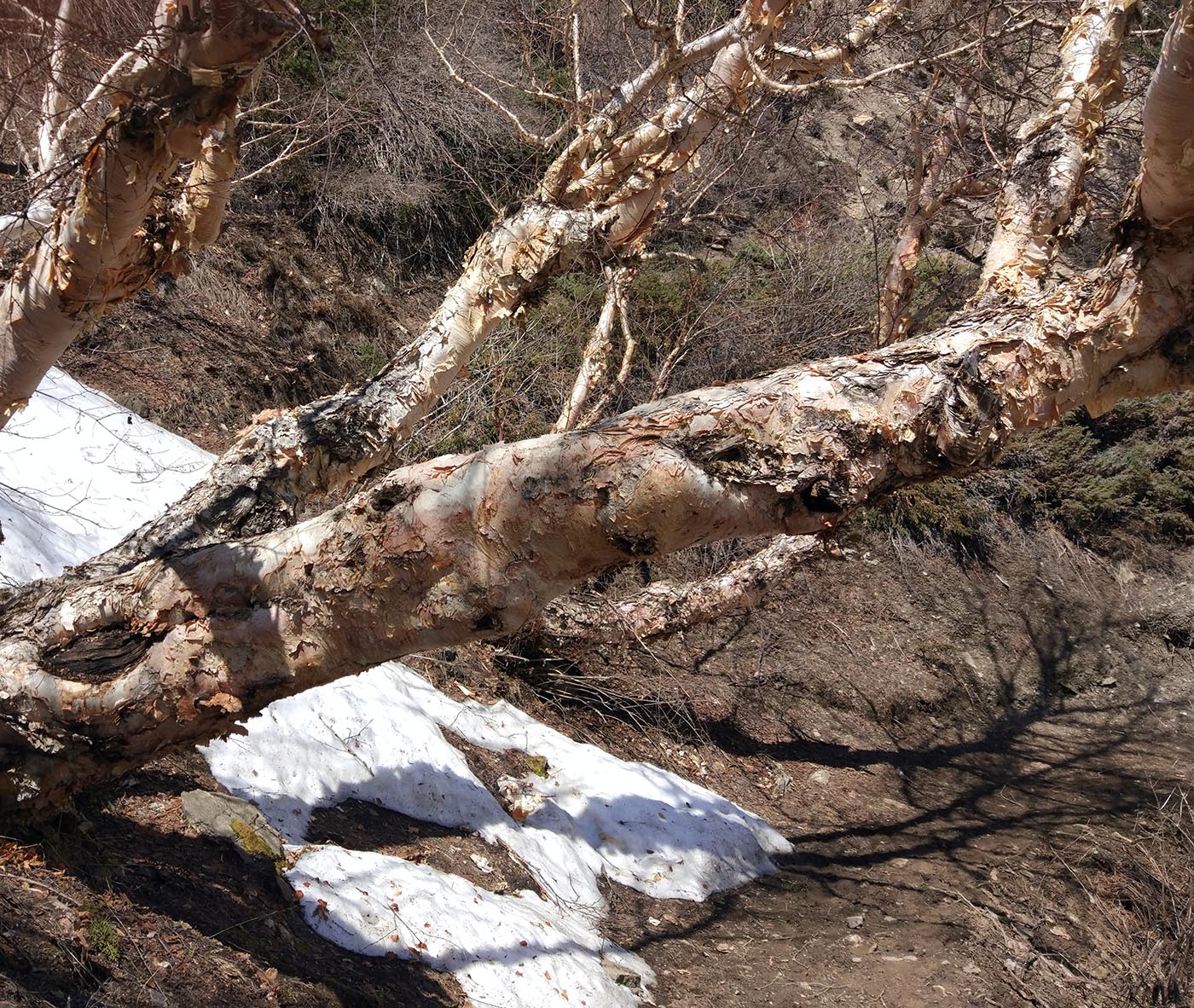 Image of Betula utilis specimen.