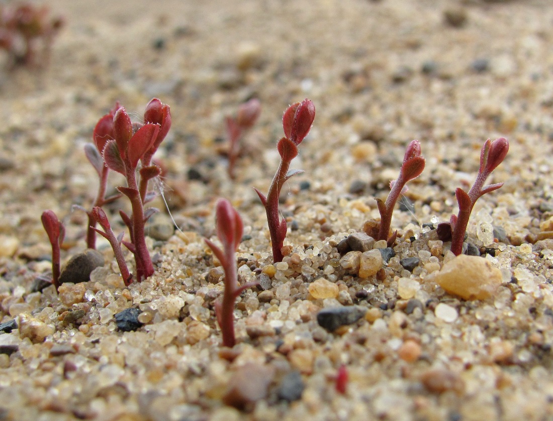 Image of Vaccinium vitis-idaea specimen.