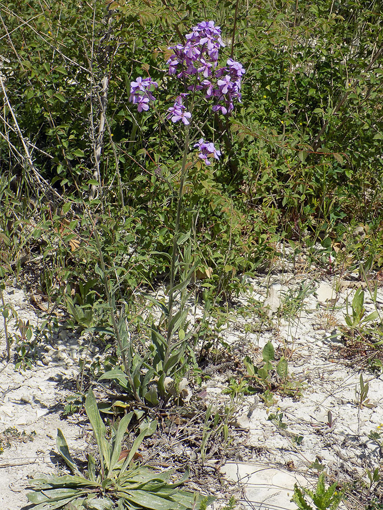 Изображение особи Hesperis pycnotricha.