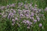 Thymus marschallianus. Цветущие побеги. Республика Адыгея, г. Майкоп, южная окраина, между лесом на водораздельном хребте Нагиеж-Уашх и р. Белая, каменистая поляна. 30.05.2020.