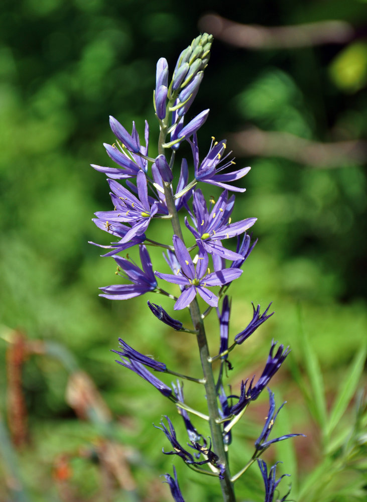 Image of genus Camassia specimen.