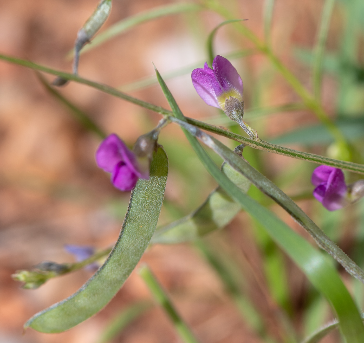 Изображение особи Tephrosia dregeana.