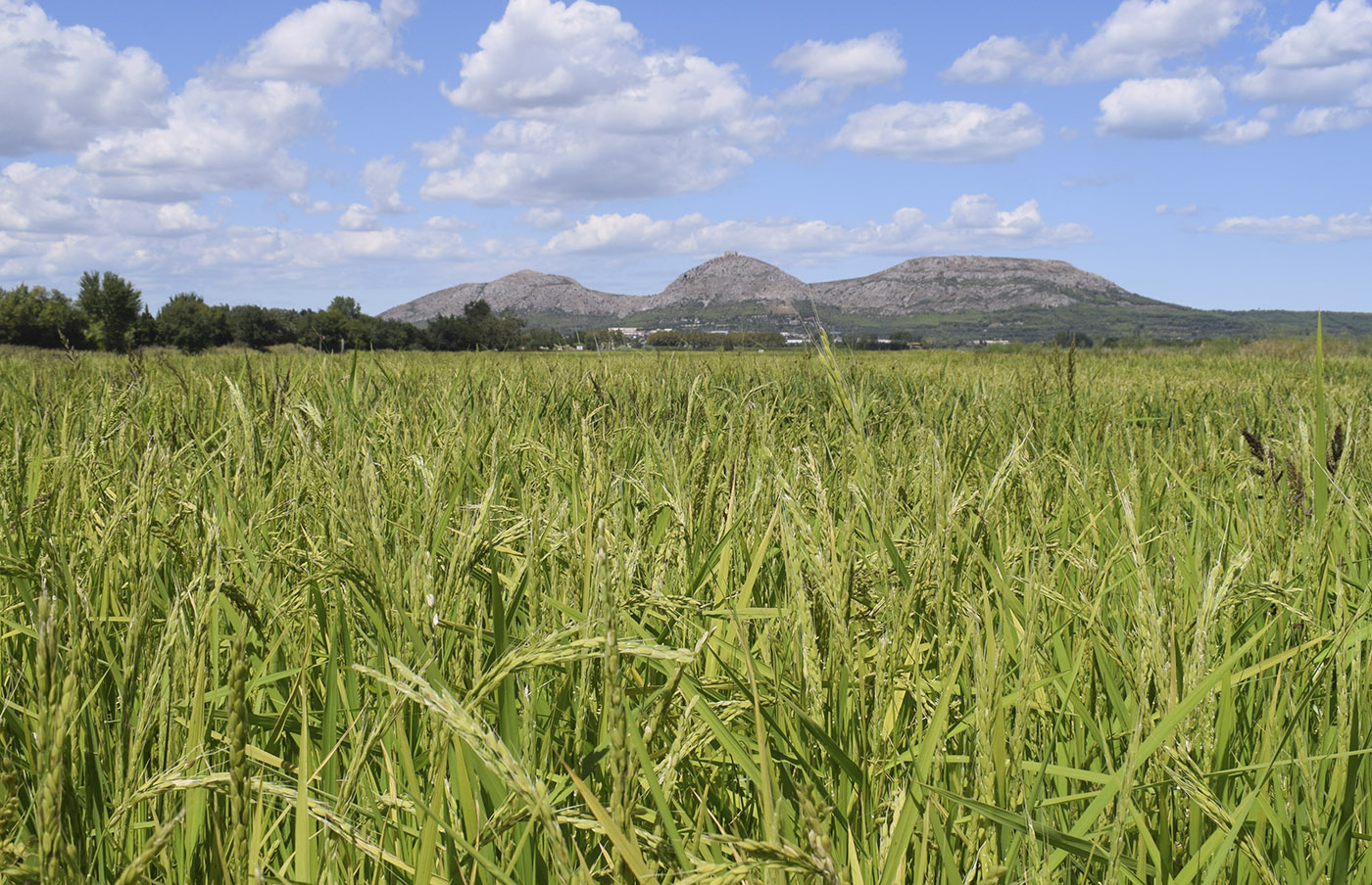 Image of Oryza sativa specimen.