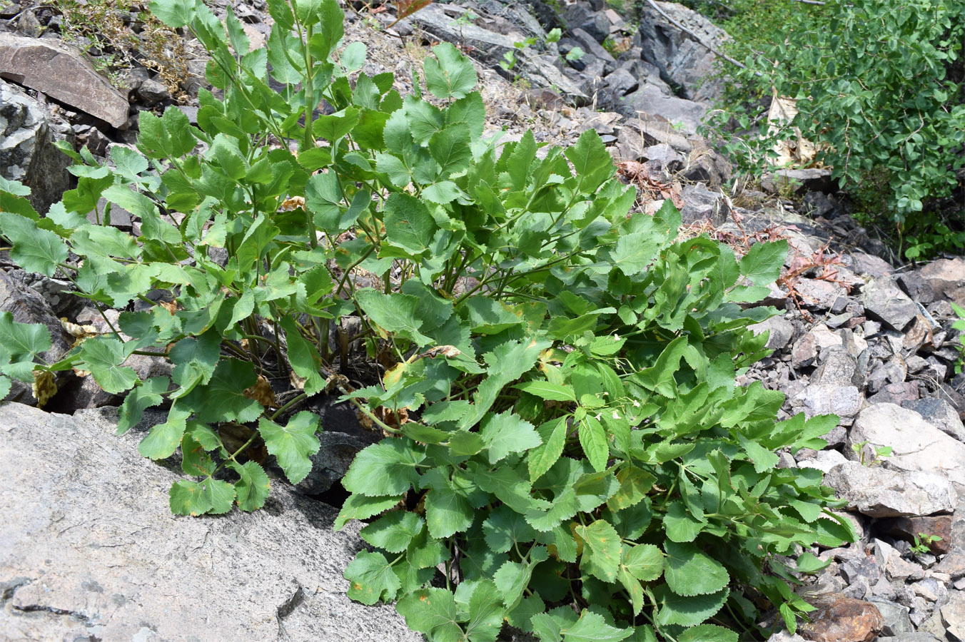 Изображение особи Mediasia macrophylla.