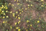 Tribulus zeyheri. Цветущие растения. Намибия, регион Khomas, ок. 40 км от г. Виндхук, 2 км севернее \"Eagle Rock Guest Farm\"; плато Khomas, ок. 1900 м н.у.м., саванновое редколесье. 25.02.2020.