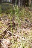 familia Poaceae. Бутонизирующее соцветие. Тверская обл., Весьегонск, пос. ДОК-15, сосновый бор. 6 июня 2020 г.