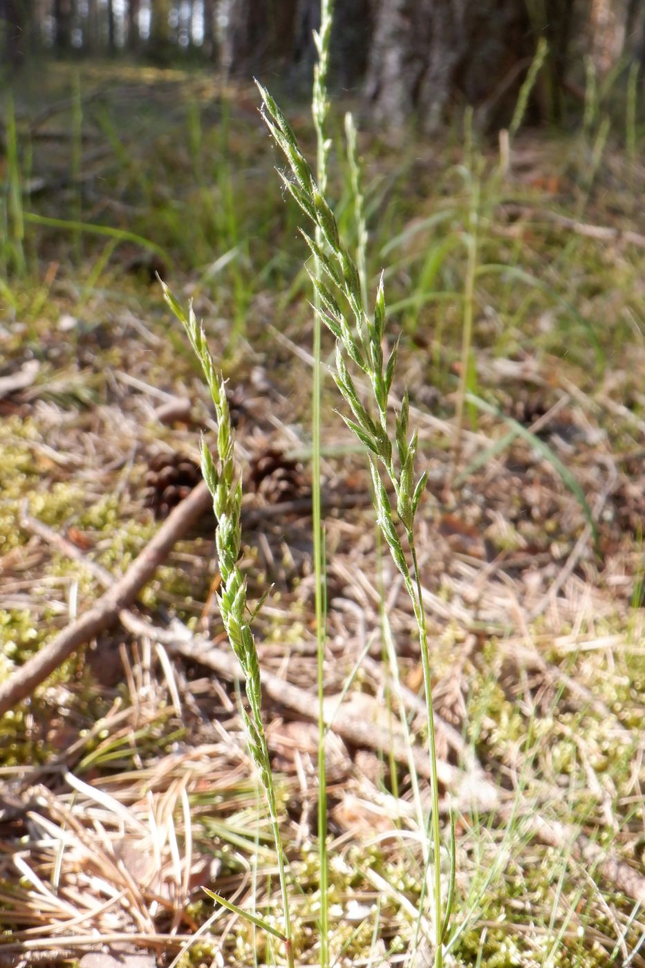 Image of familia Poaceae specimen.