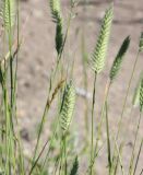 Agropyron pectinatum. Верхушки побегов с соцветиями. Саратовская обл., Красноармейский р-н, окр. с. Белогорское, степь. 30.05.2019.