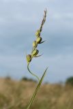 Gladiolus imbricatus. Верхушка аномально изогнутого побега с соплодием с незрелыми плодами. Беларусь, Витебская обл., окр. пос. Езерище, разнотравно-злаковый суходольный луг. 15.08.2020.