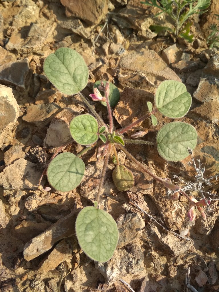 Изображение особи Onobrychis tavernierifolia.