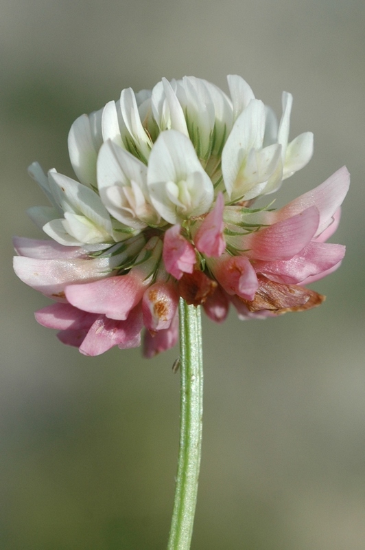 Image of Trifolium hybridum specimen.