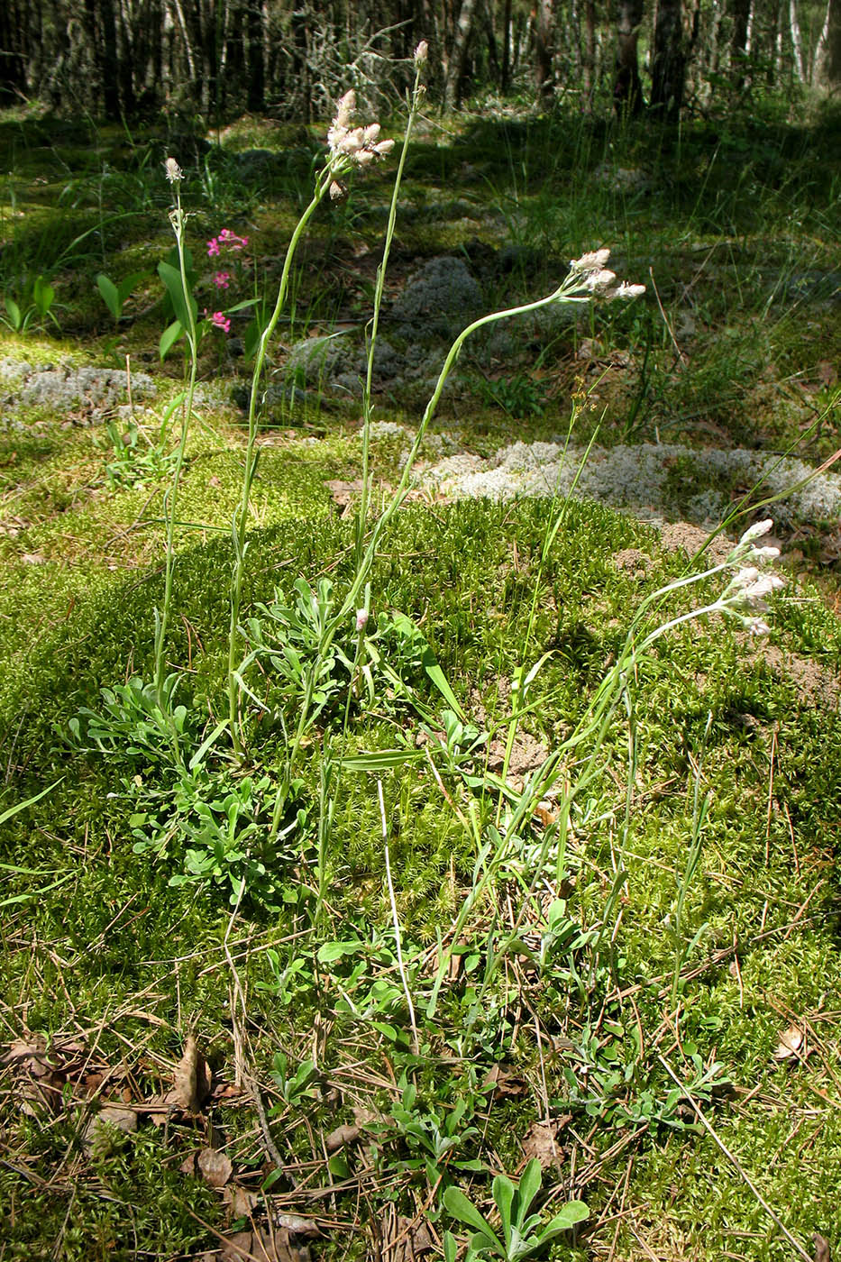 Image of Antennaria dioica specimen.