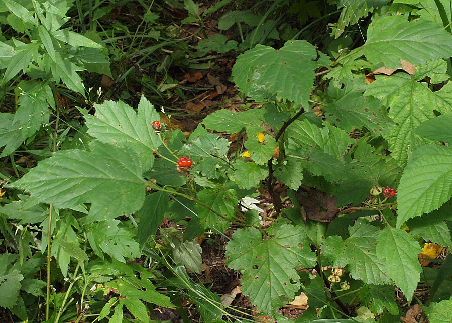 Image of Rubus crataegifolius specimen.