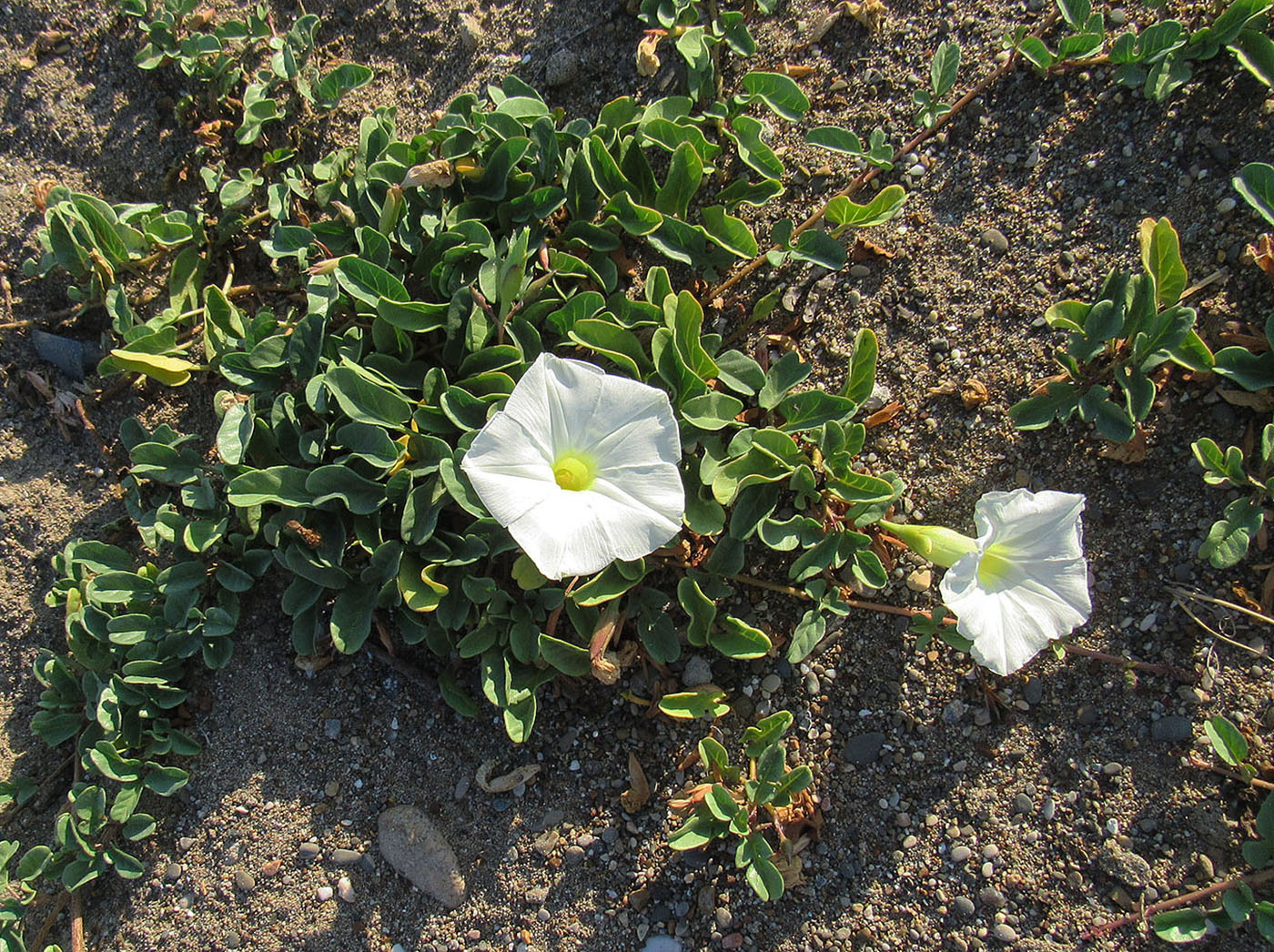 Изображение особи Ipomoea imperati.