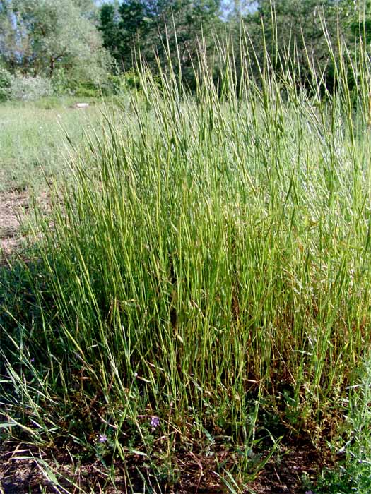 Изображение особи Aegilops cylindrica.