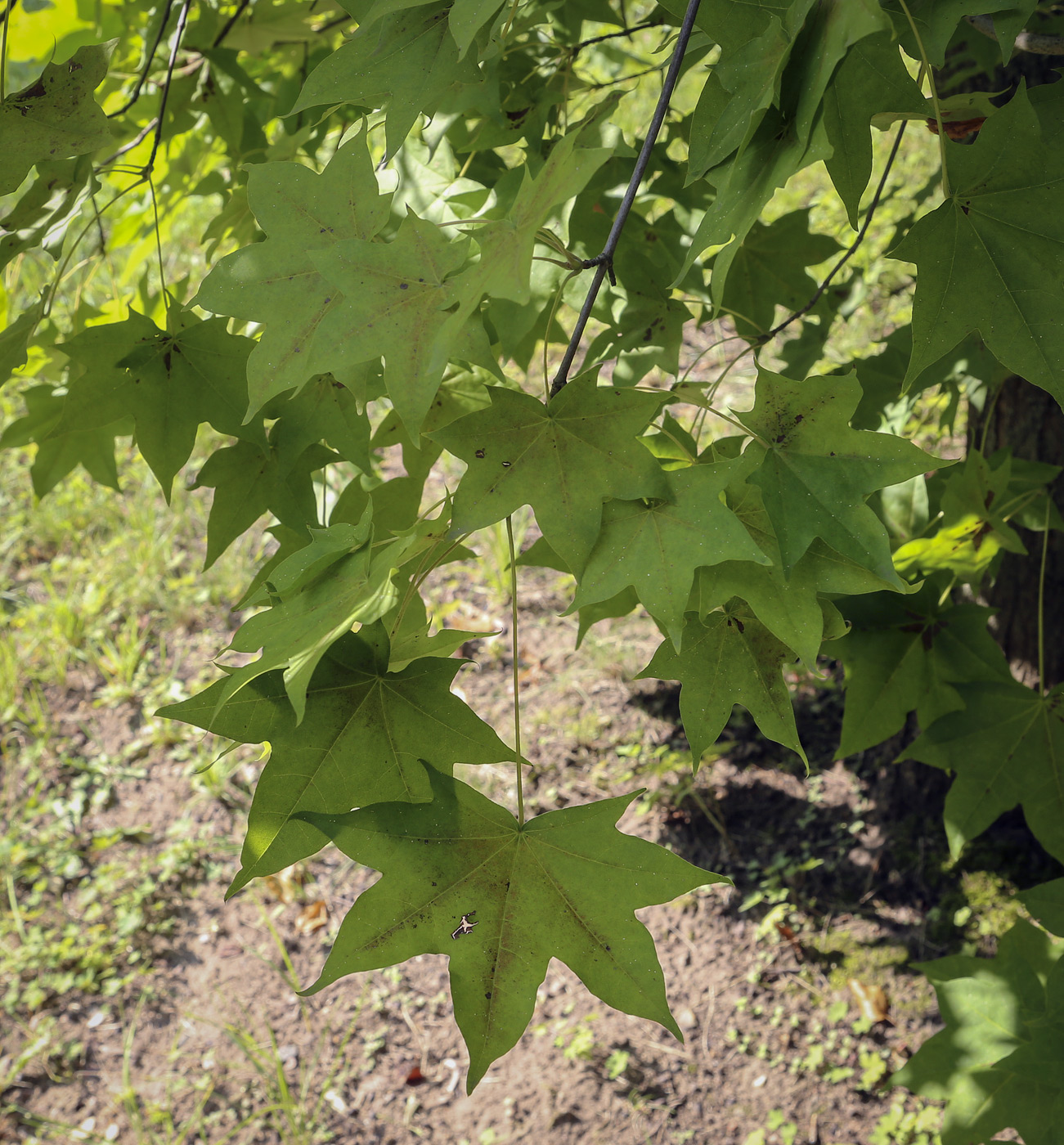 Image of Acer mayrii specimen.