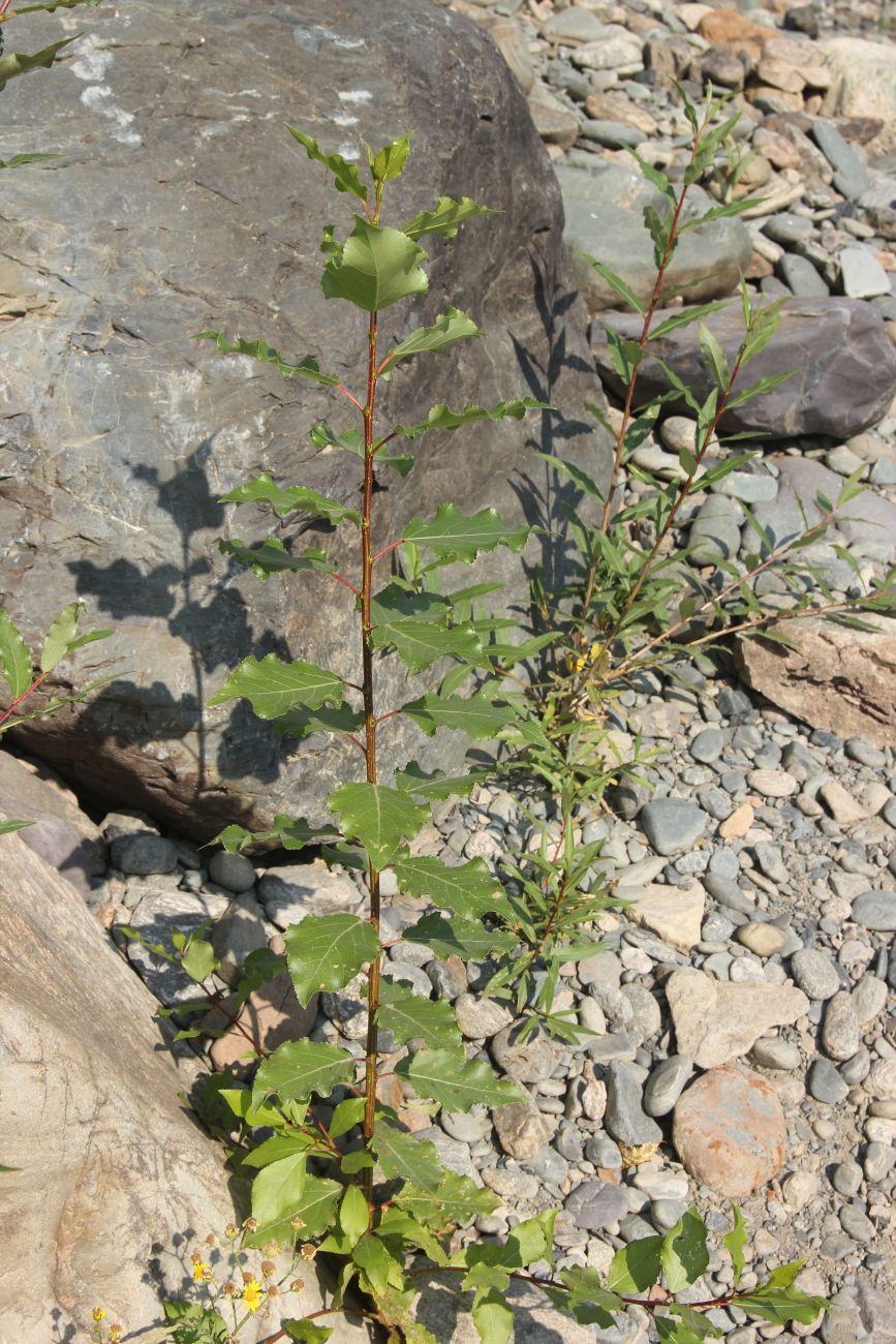 Image of Populus laurifolia specimen.