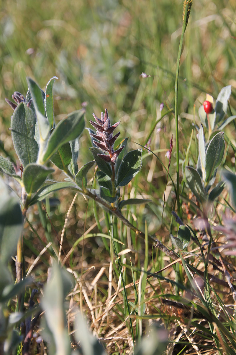 Image of genus Salix specimen.