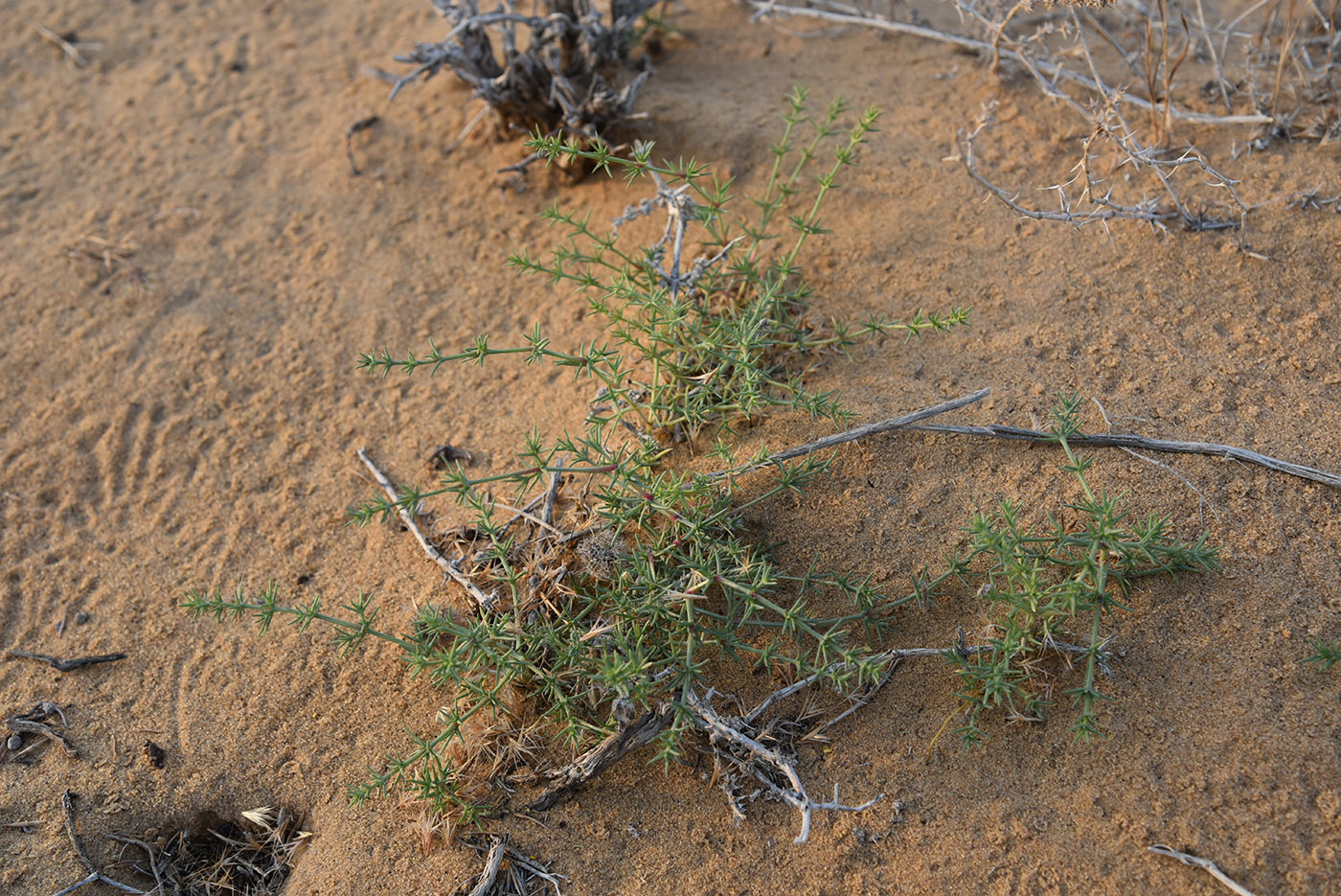 Image of familia Chenopodiaceae specimen.