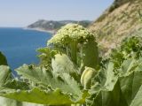 Heracleum stevenii. Верхушка расцветающего растения. Краснодарский край, м/о Анапа, окр. пос. Бол. Утриш, гора Солдатская, приморский склон, щебнисто-глинистая осыпь. 09.05.2022.