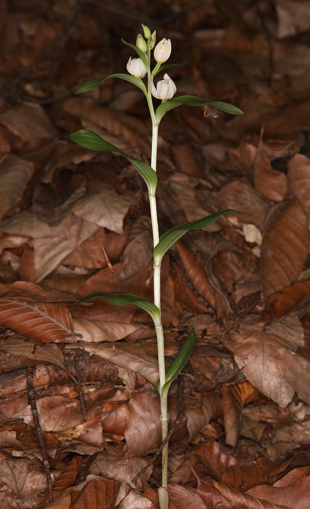 Image of Cephalanthera damasonium specimen.