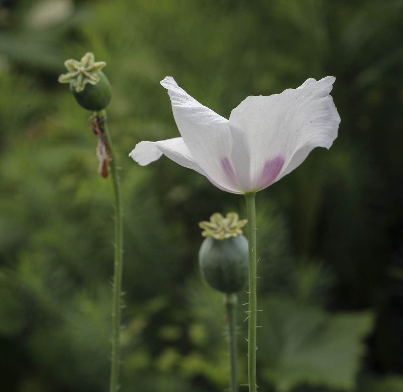 Image of Papaver somniferum specimen.