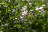 Rosa multiflora. Верхушка веточки с соцветием. Абхазия, окр. г. Новый Афон, широколиственный лес, обочина грунтовой дороги. 19.05.2021.