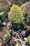 genus Aeonium. Цветущее растение. Северная Австралия, национальный парк \"Nitmiluk\", водопады Edith. 17.12.2010.