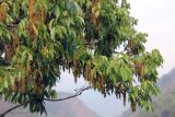 genus Pterocarya. Часть кроны с соплодиями. Бутан, дзонгхаг Тронгса, национальный парк \"Jigme Singye Wangchuck\". 09.05.2019.