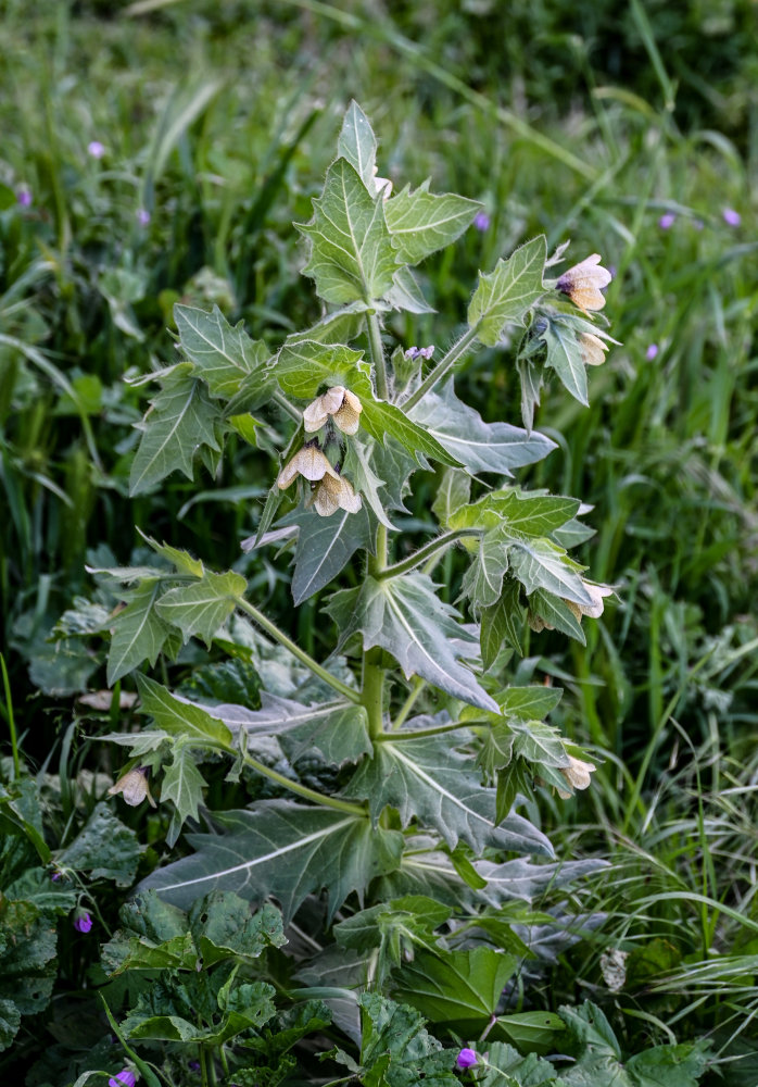 Изображение особи Hyoscyamus niger.