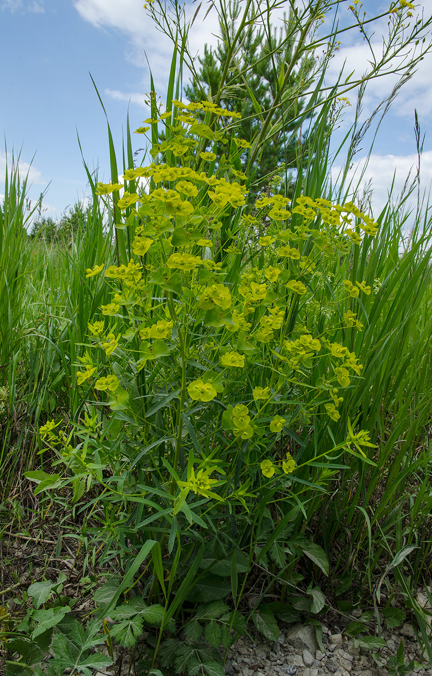 Image of Euphorbia virgata specimen.