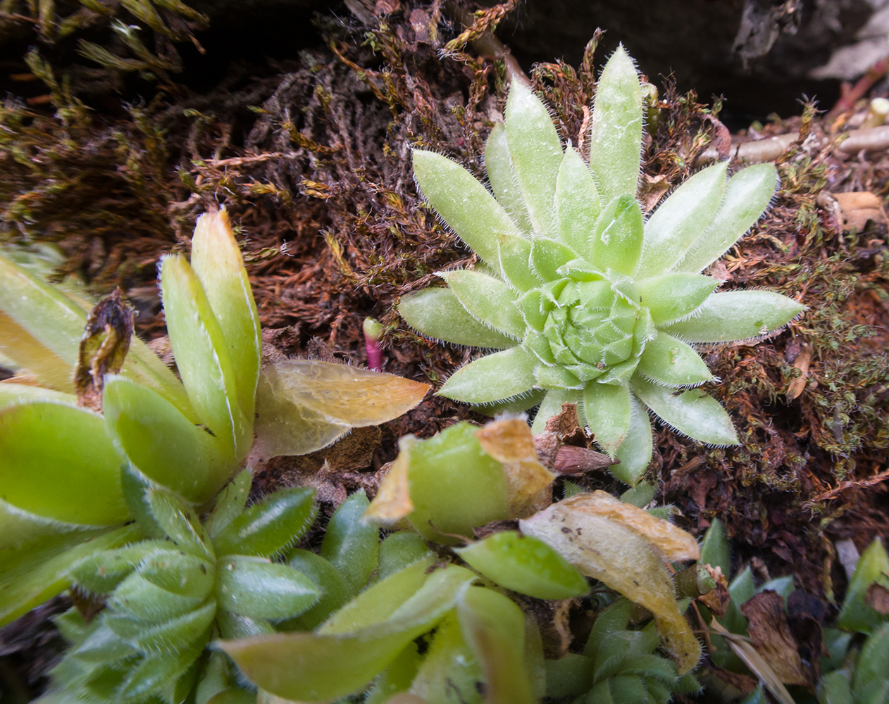 Изображение особи Sempervivum pumilum.