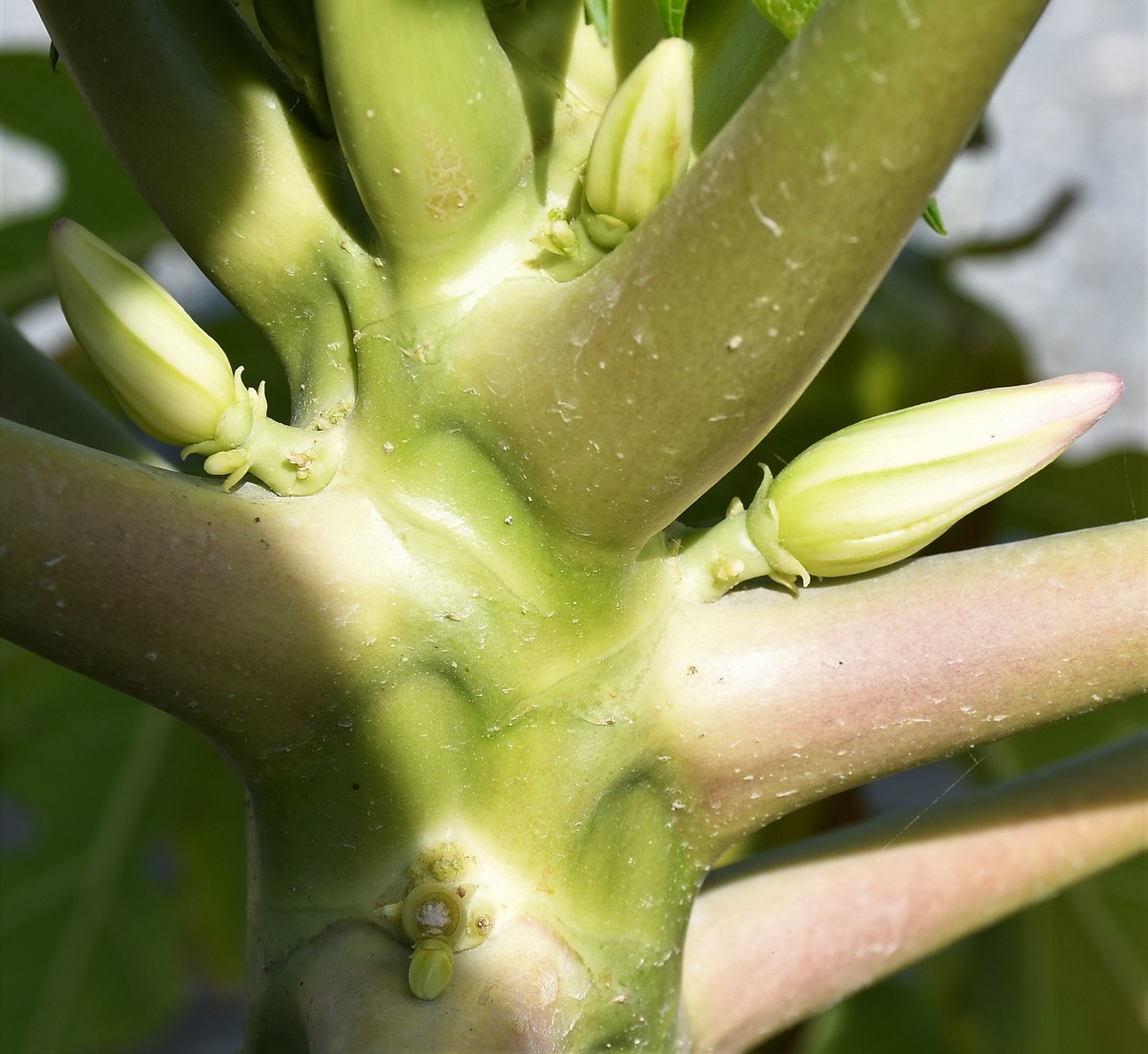 Image of Carica papaya specimen.