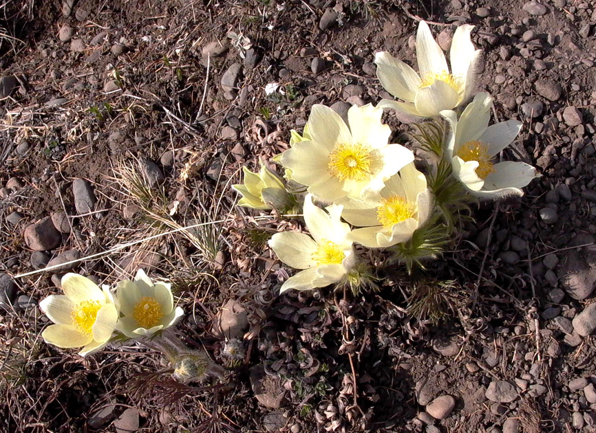 Изображение особи Pulsatilla orientali-sibirica.