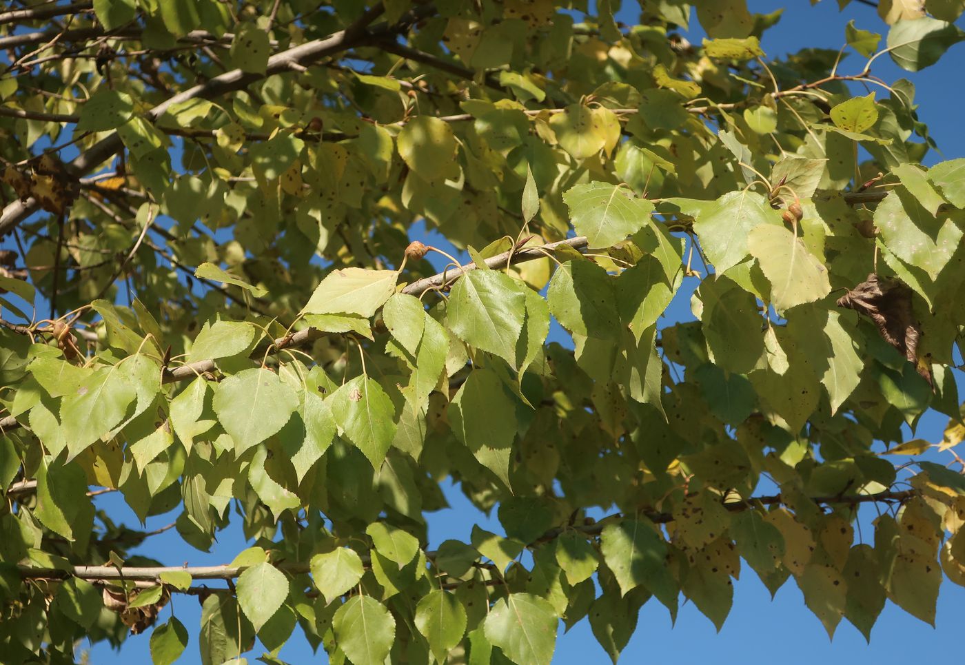 Image of Populus &times; berolinensis specimen.