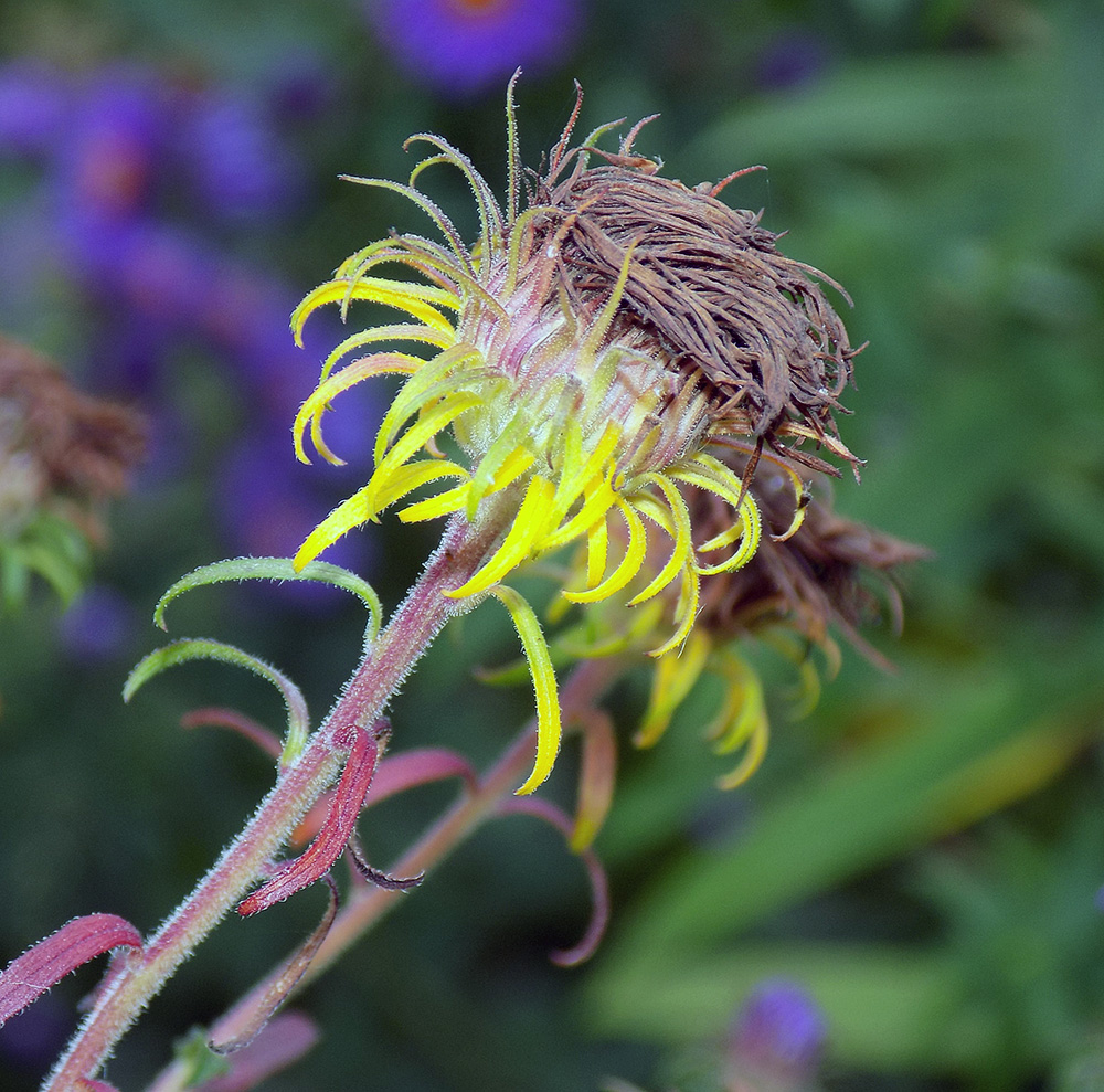 Image of Symphyotrichum novae-angliae specimen.