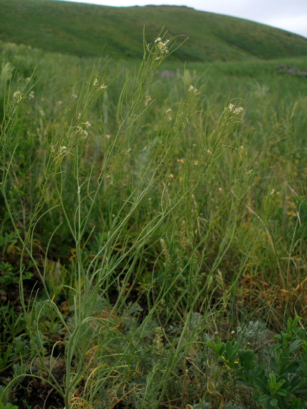 Image of genus Sisymbrium specimen.