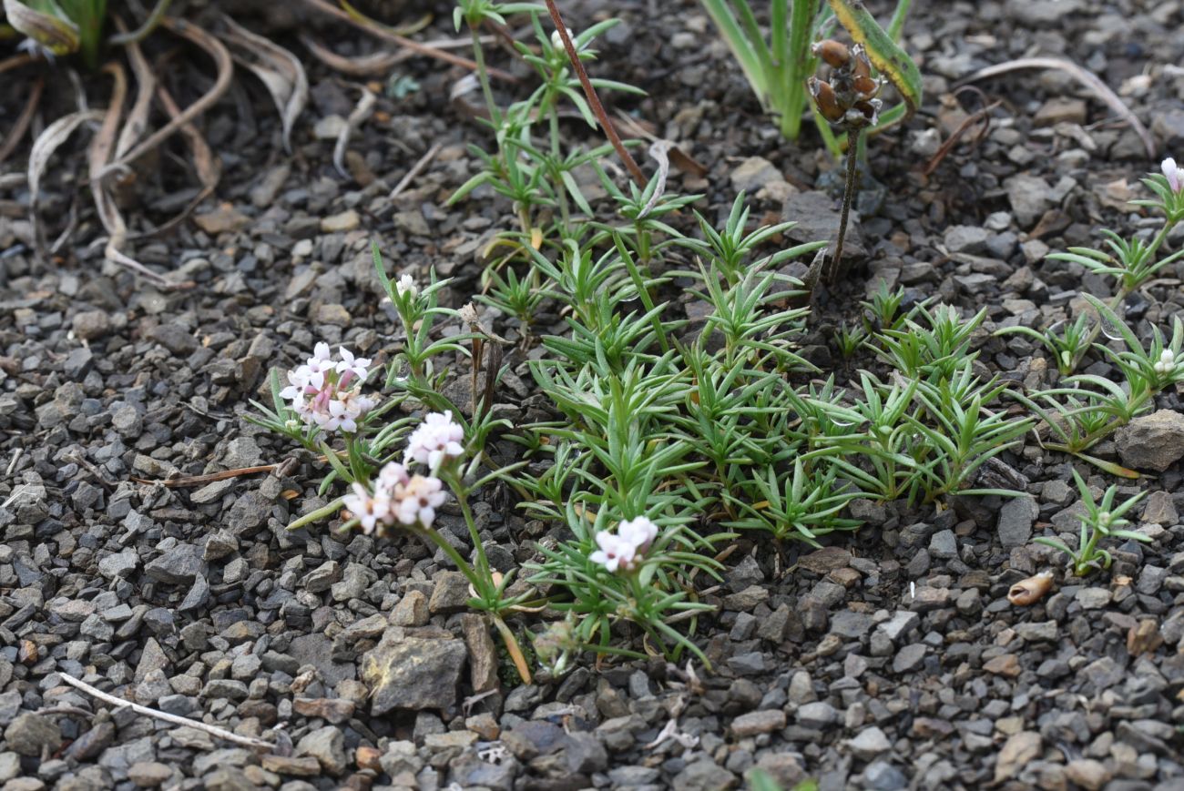 Image of Asperula cristata specimen.