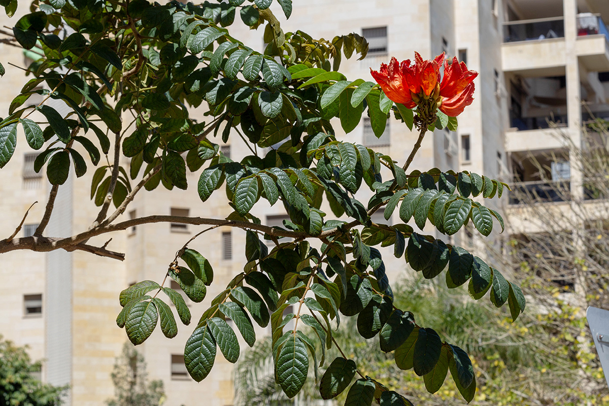 Image of Spathodea campanulata specimen.