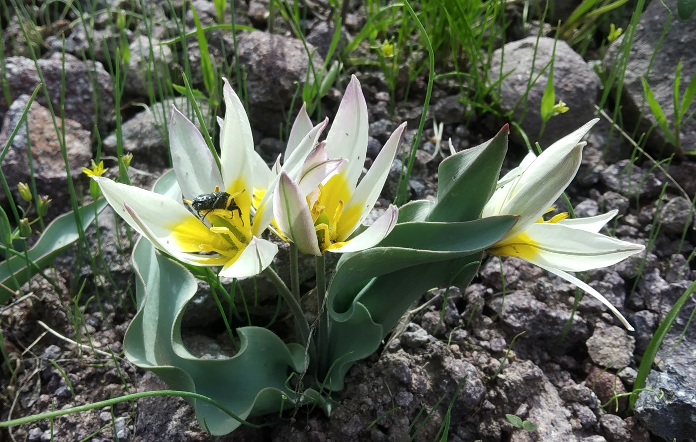 Image of Tulipa bifloriformis specimen.